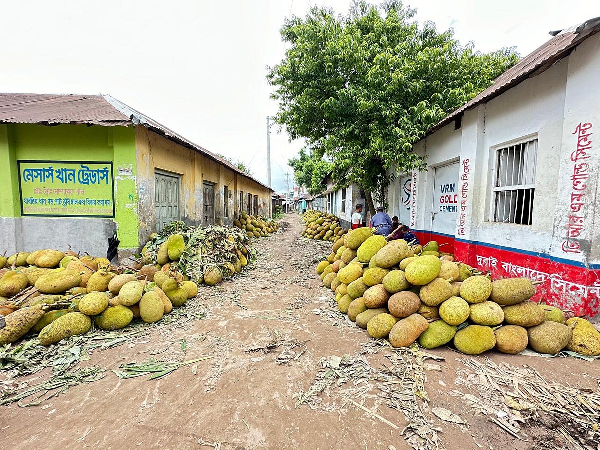 যশোর সদর উপজেলার ভৈরব নদের পাড়ে বসুন্দিয়া কাঁঠালের হাট
